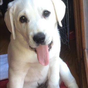 Meet your Posher, Roy